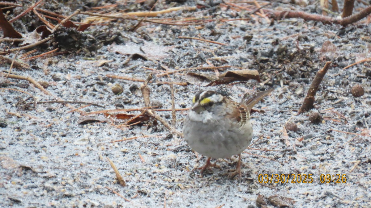 White-throated Sparrow - ML632901744