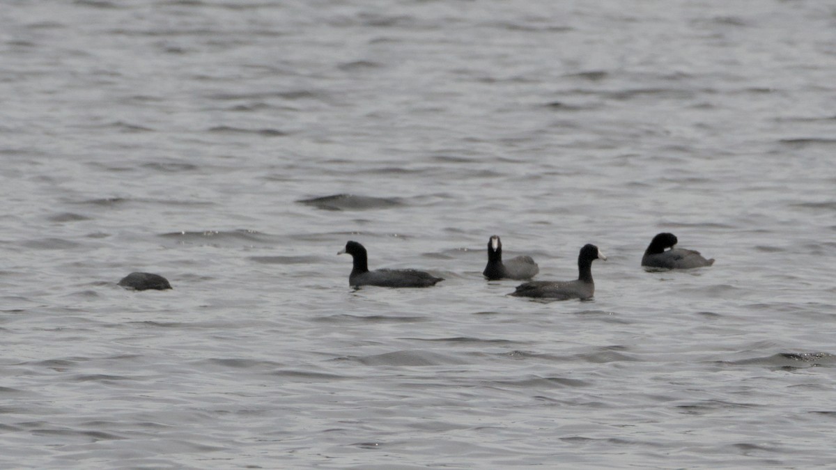 American Coot - ML632901761
