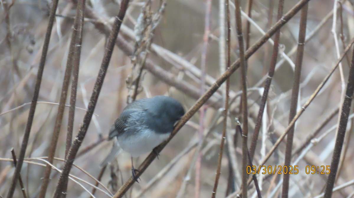 Dark-eyed Junco - ML632901772
