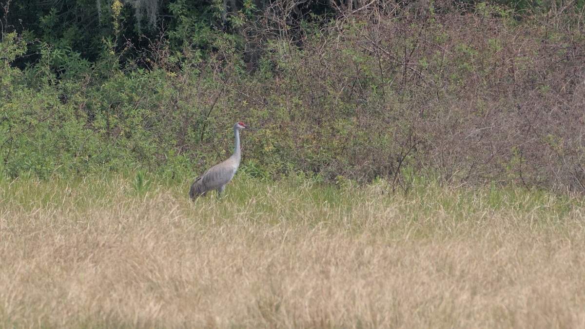 Sandhill Crane - ML632901773