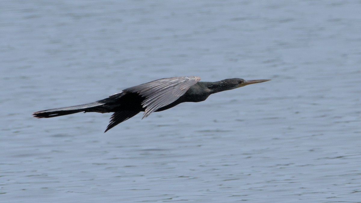 Anhinga - ML632901786