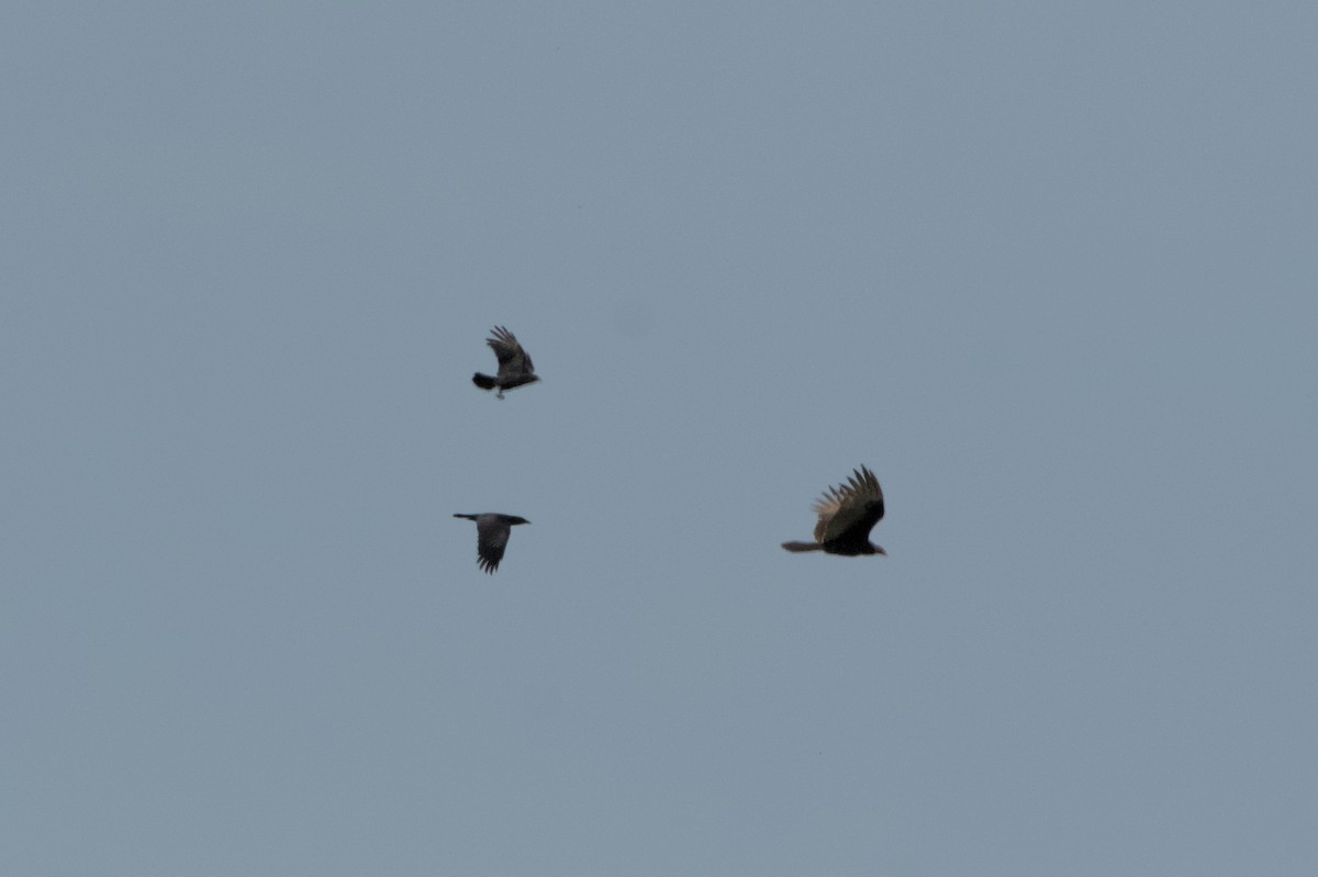 Turkey Vulture - ML632901804