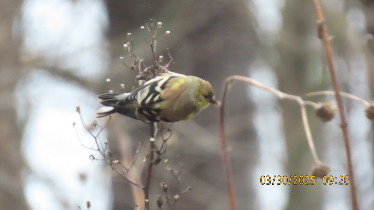 American Goldfinch - ML632901805