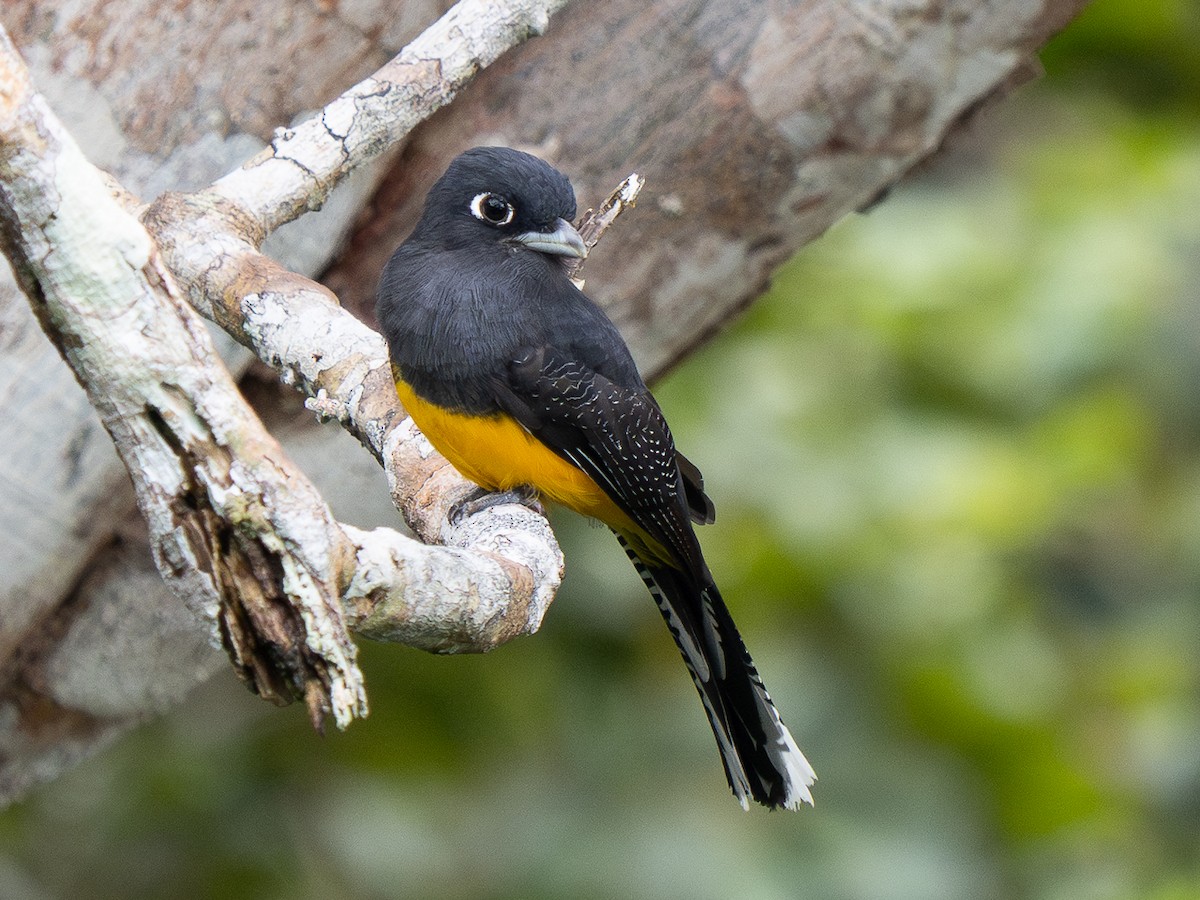 amazontrogon - ML632901809