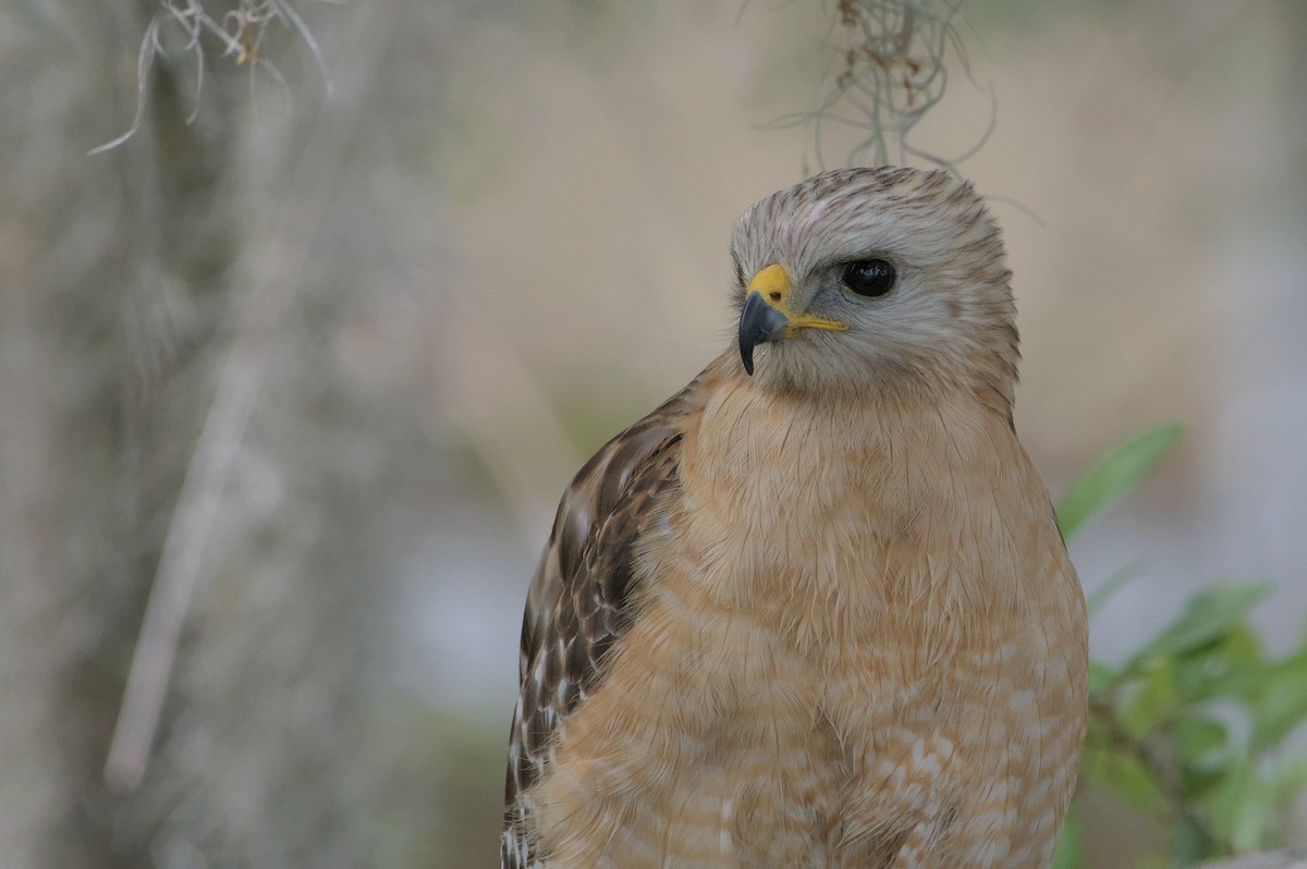 Red-shouldered Hawk - ML632901855