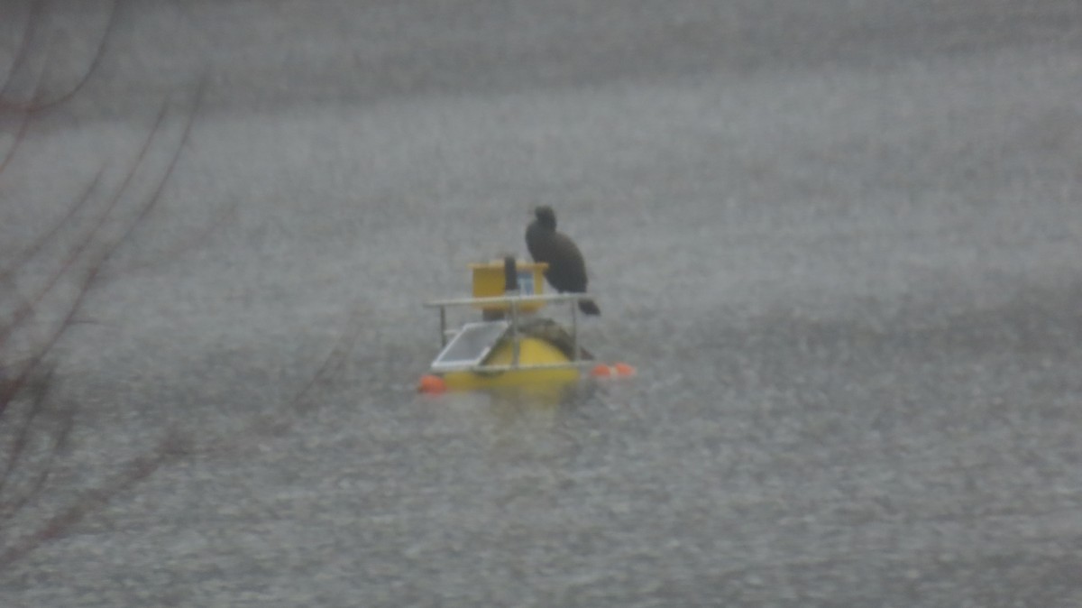 Double-crested Cormorant - ML632901865