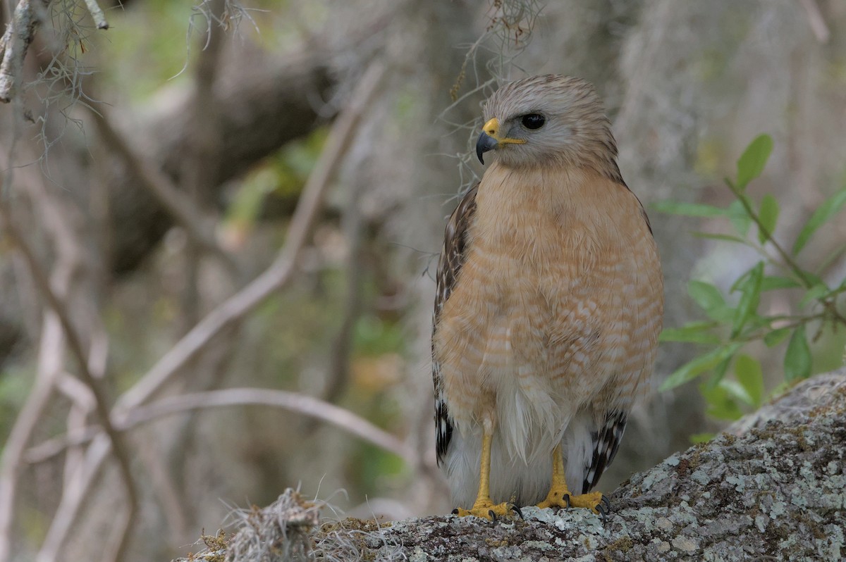 Red-shouldered Hawk - ML632901874