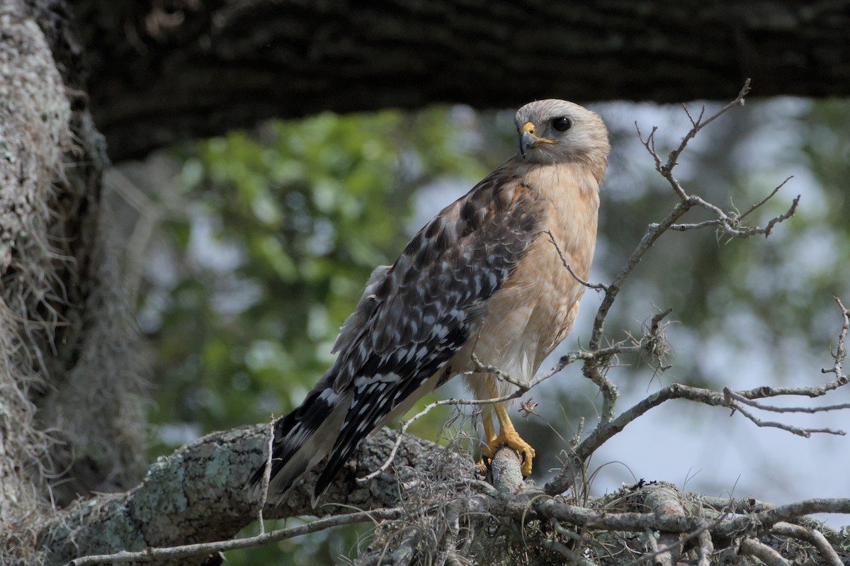Red-shouldered Hawk - ML632901882
