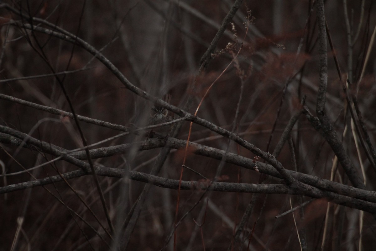 Swamp Sparrow - ML632901966