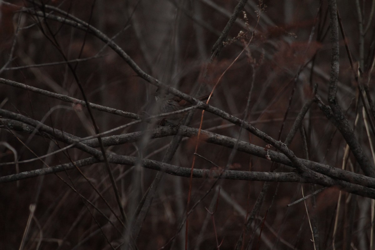 Swamp Sparrow - ML632901967