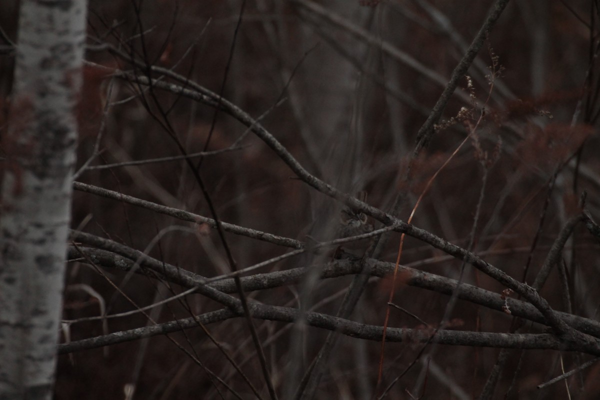 Swamp Sparrow - ML632901968
