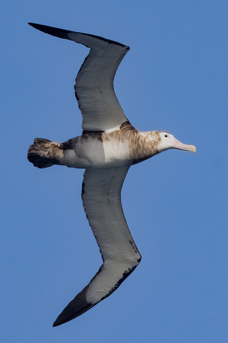 Antipodean Albatross (New Zealand) - ML632902097