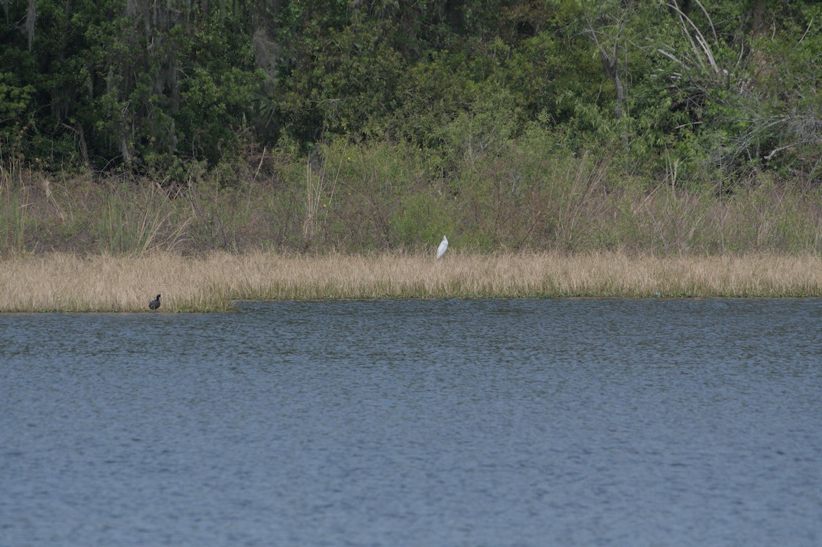 Wood Stork - ML632902098
