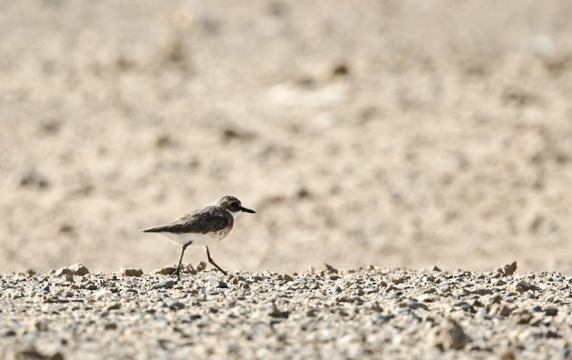 Greater Sand-Plover - ML632902337