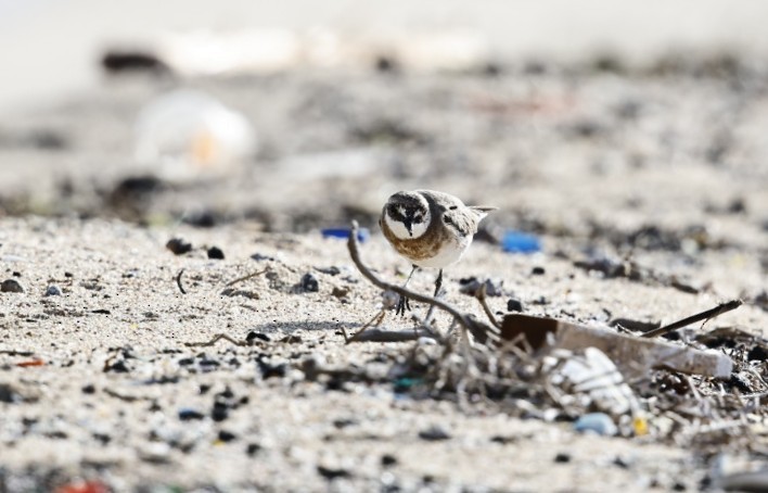Greater Sand-Plover - ML632902338