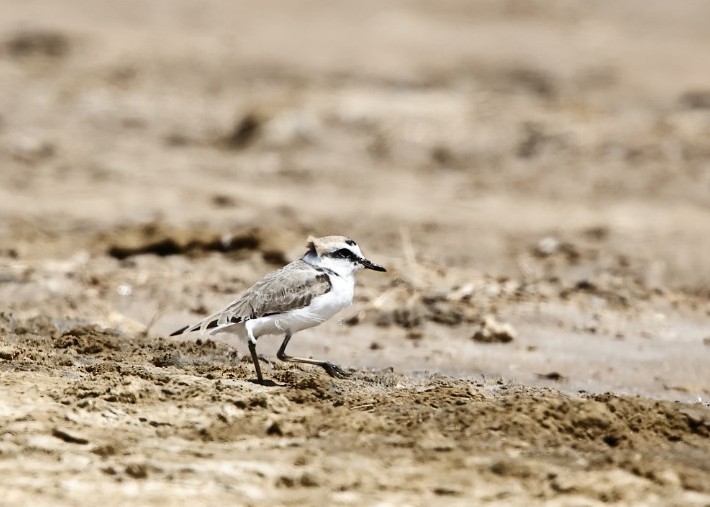 Kentish Plover - ML632902378