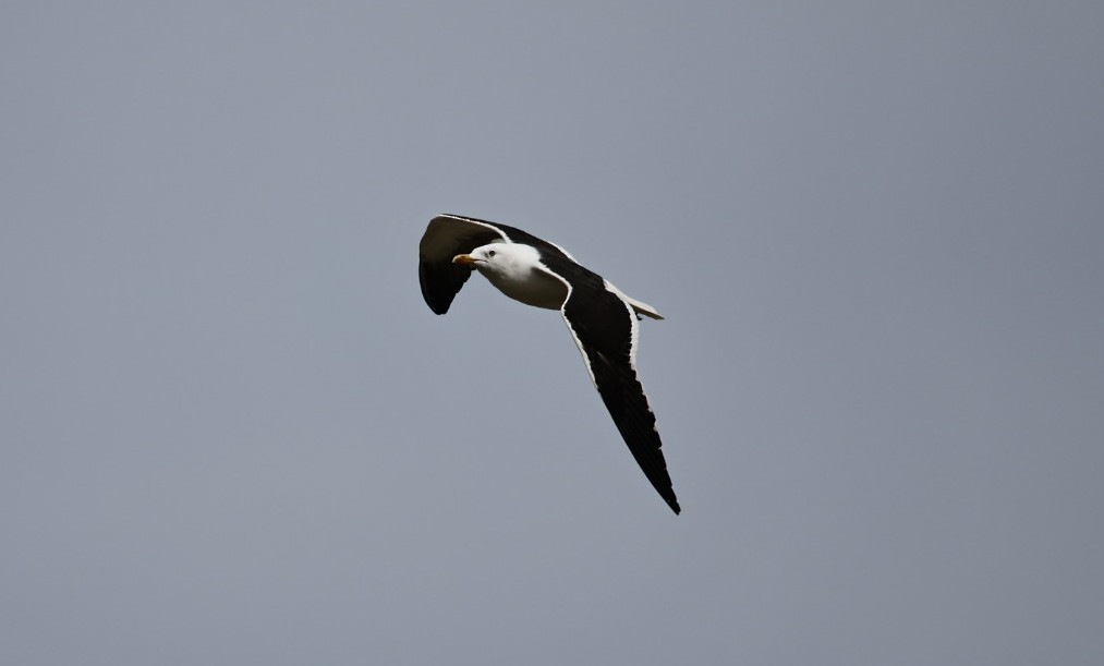 Lesser Black-backed Gull (fuscus) - ML632902393