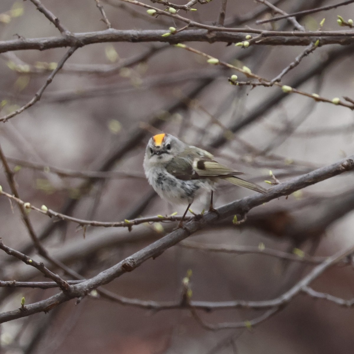 Golden-crowned Kinglet - ML632902424