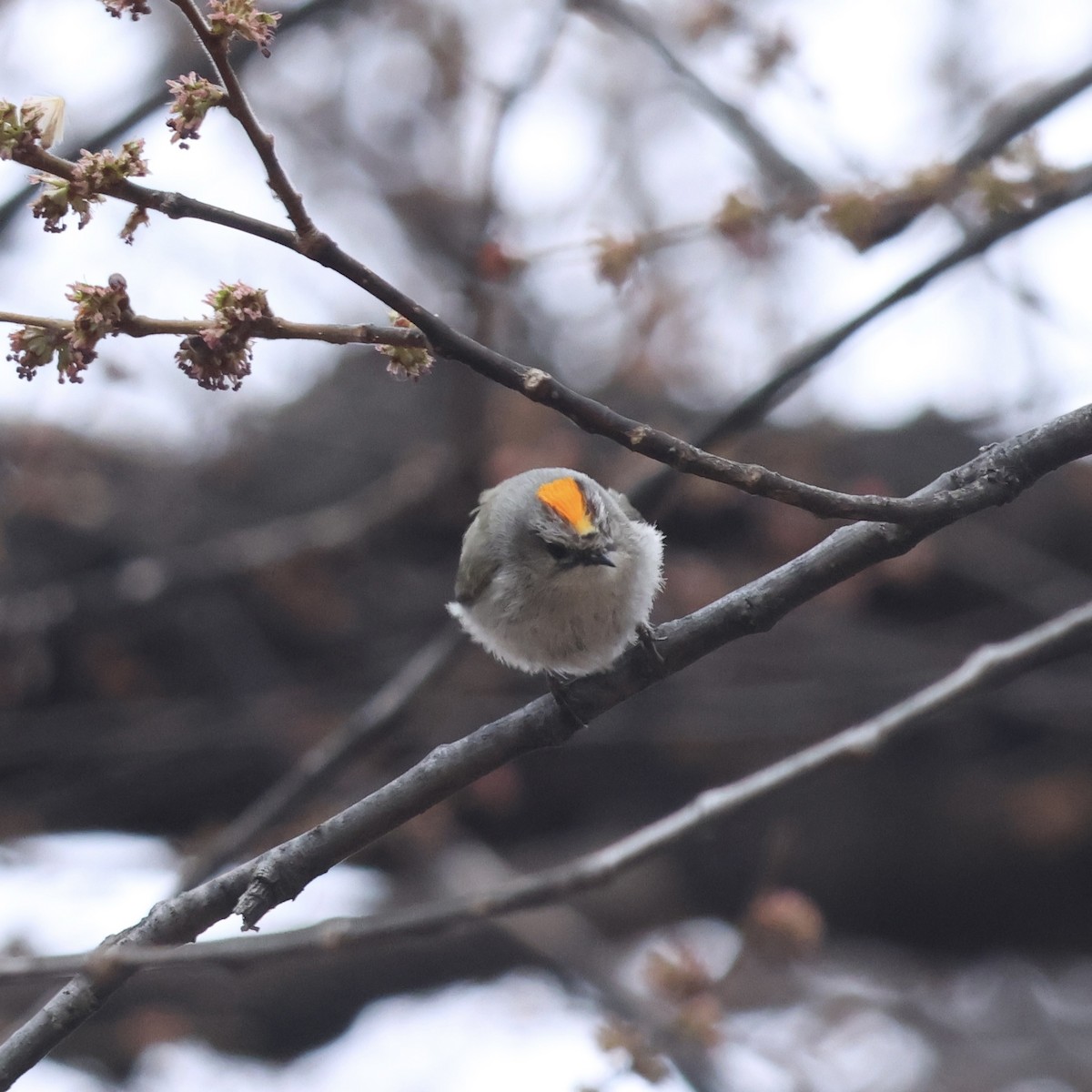 Golden-crowned Kinglet - ML632902425