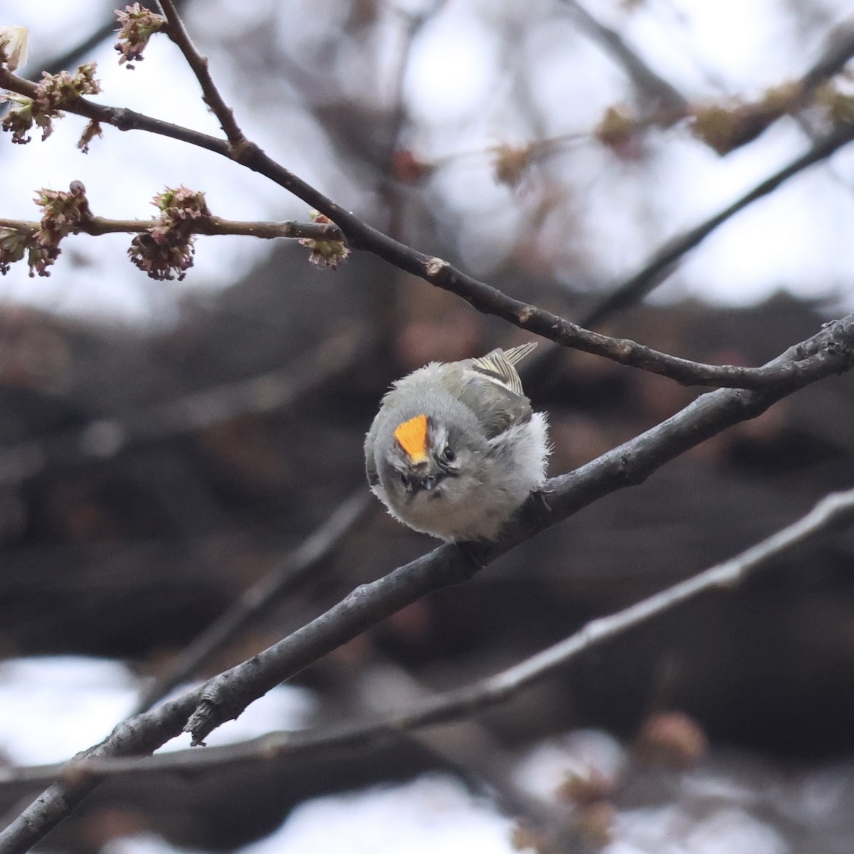Golden-crowned Kinglet - ML632902426