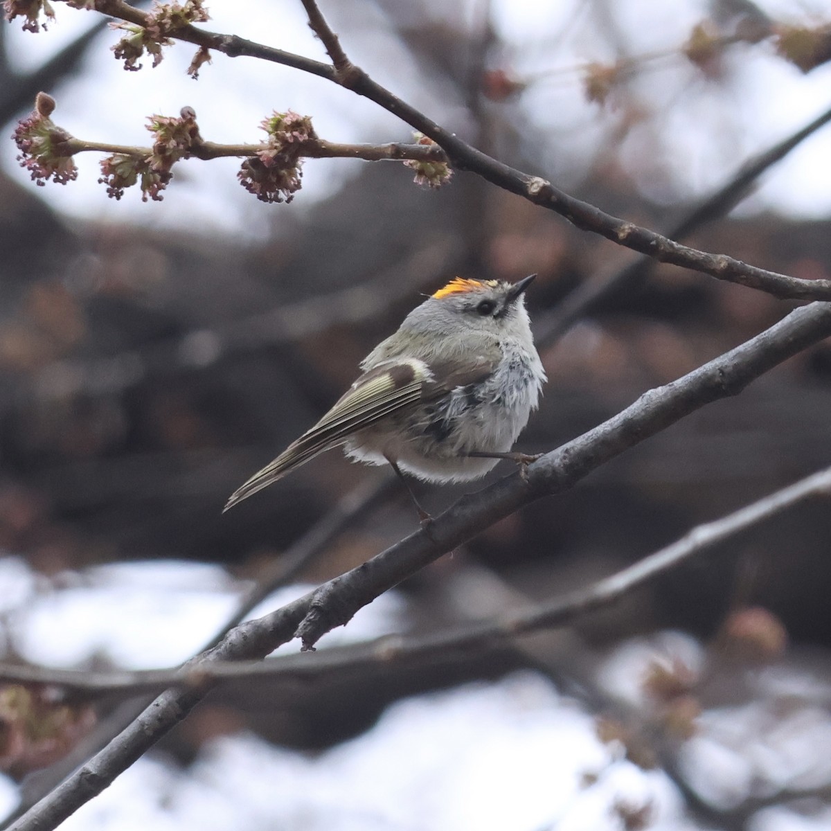 Golden-crowned Kinglet - ML632902427