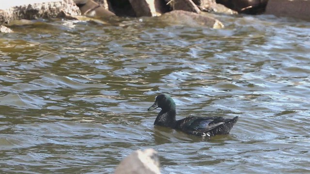 Mallard (Domestic type) - ML632902499