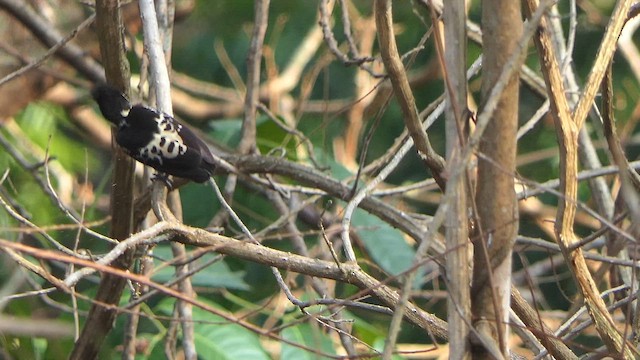 Heart-spotted Woodpecker - ML632902503