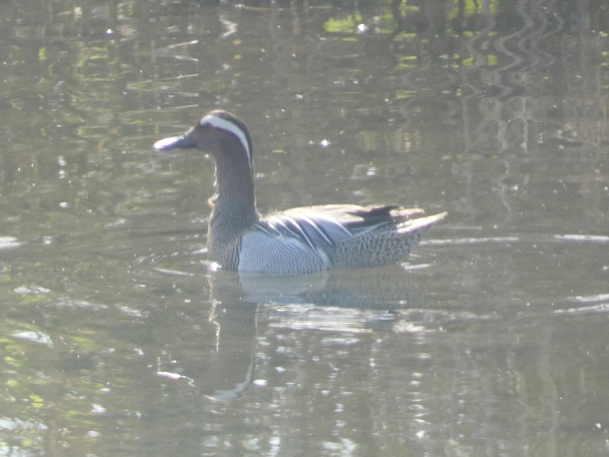 Garganey - ML632902515