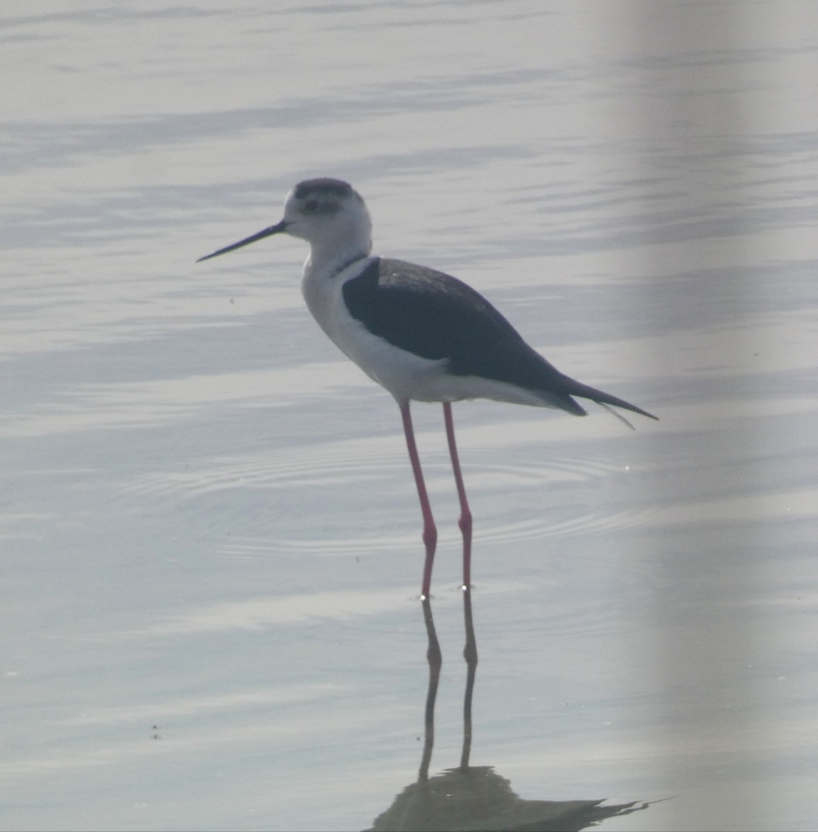 Black-winged Stilt - ML632902519