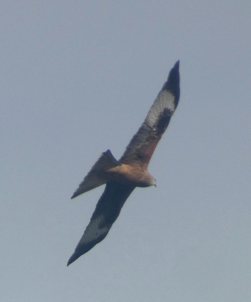 Red Kite - ML632902535