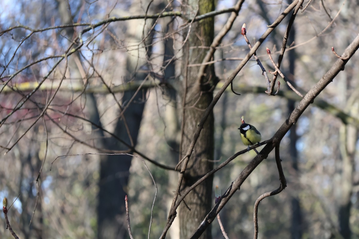 Great Tit - ML632902602