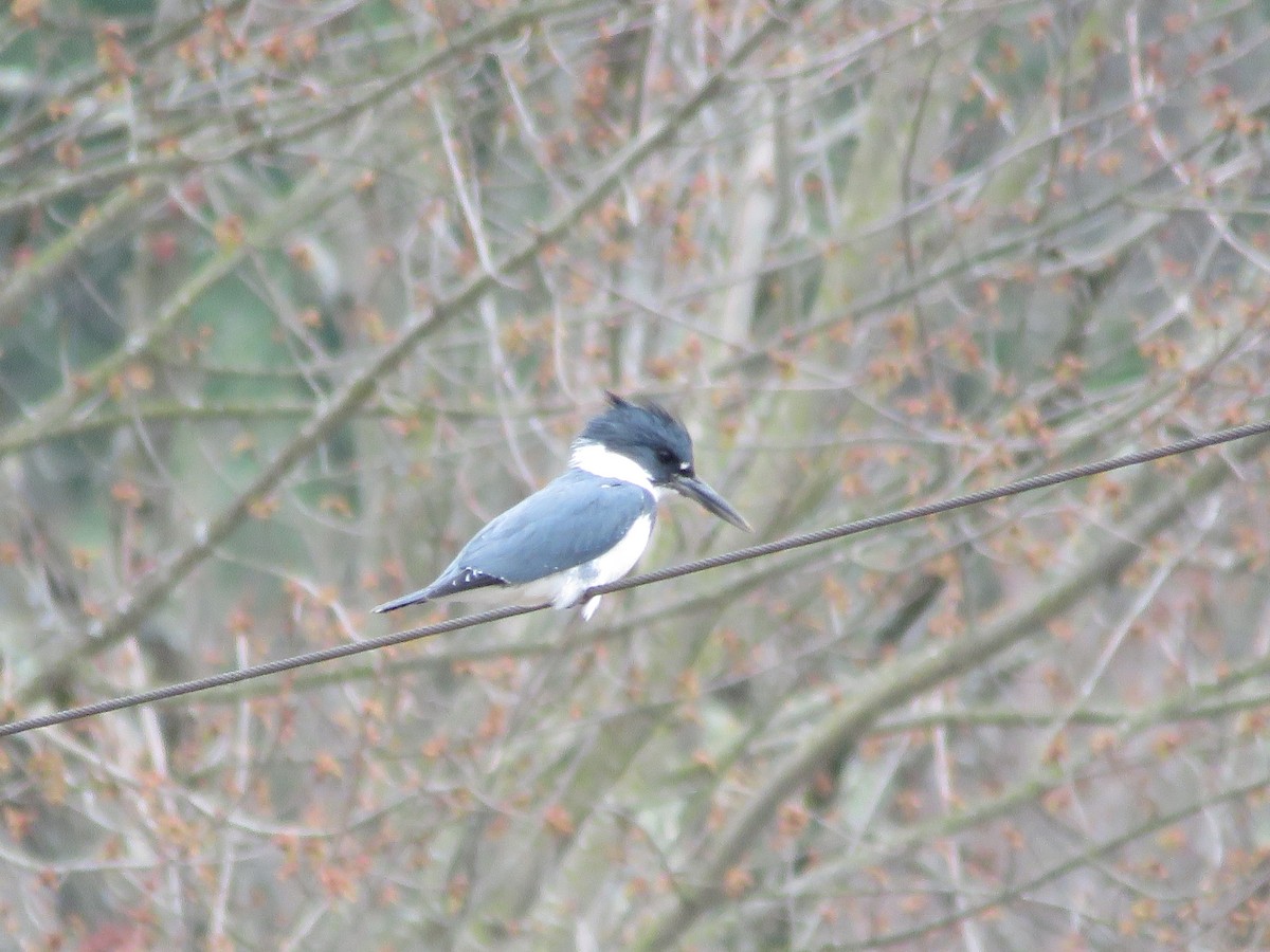 Belted Kingfisher - ML632902606