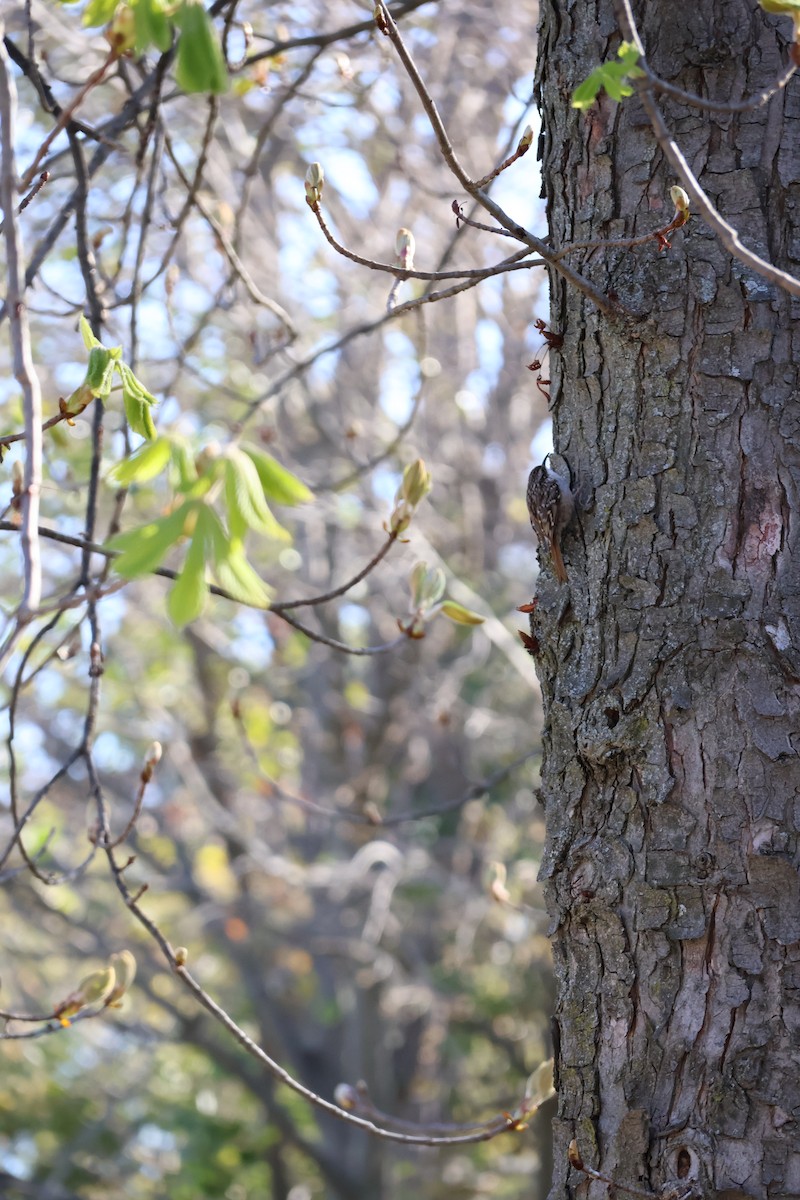 Short-toed Treecreeper - ML632902615