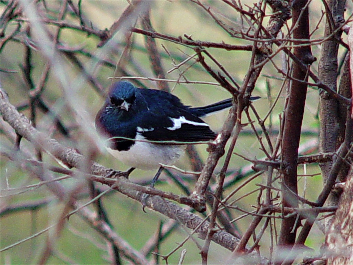 鵲鴝 - ML632902625