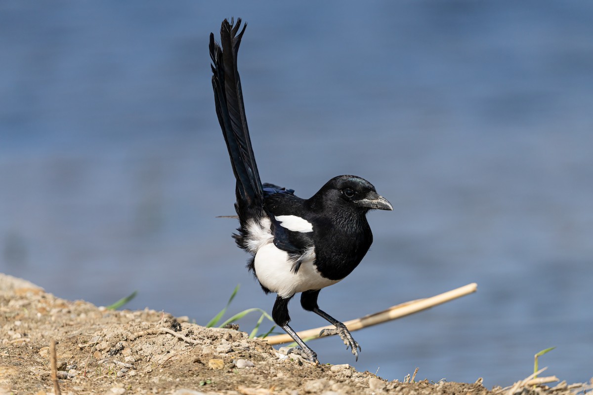 Oriental Magpie - ML632902780