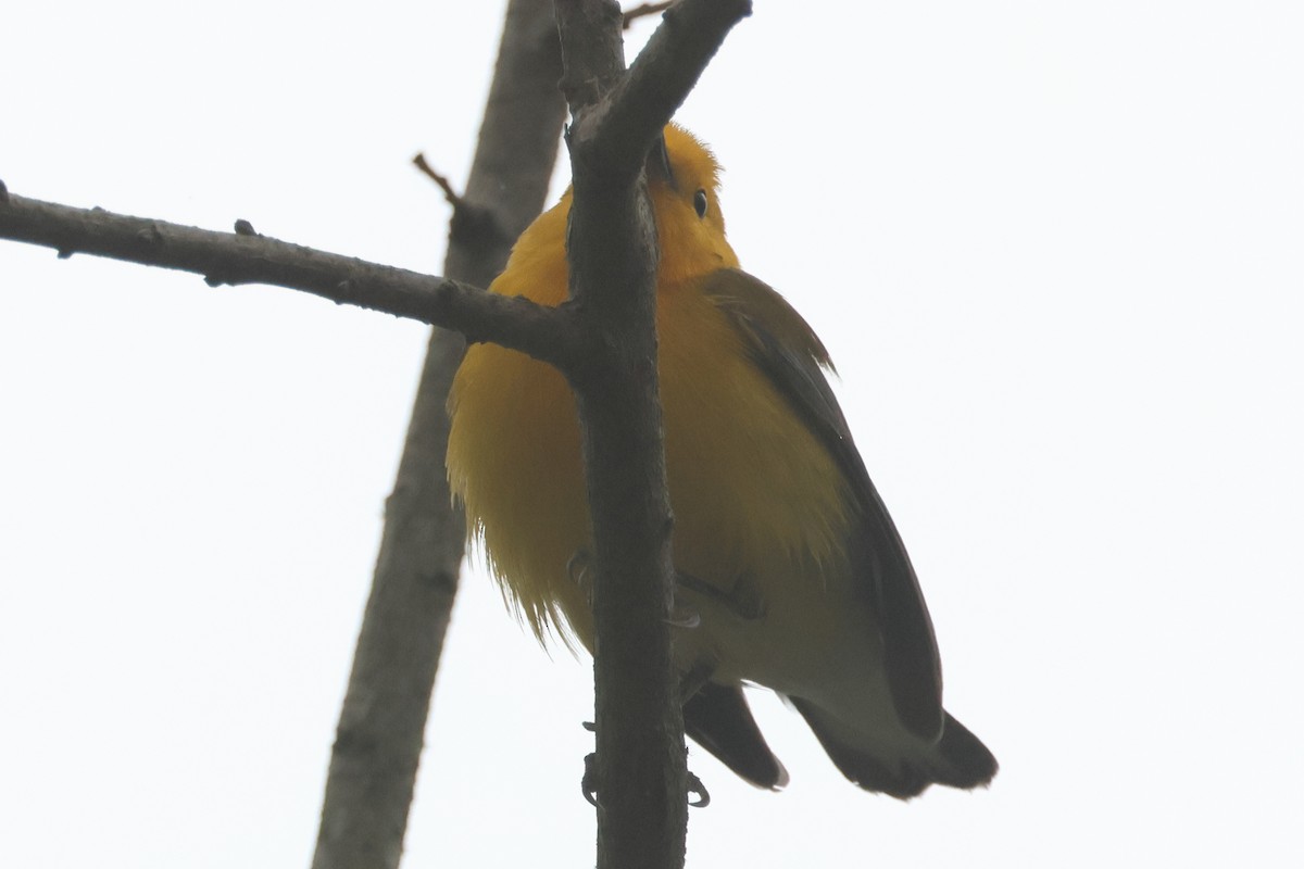 Prothonotary Warbler - ML632902902