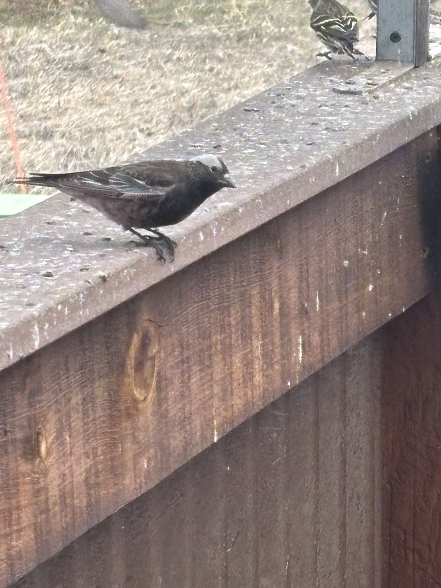 Black Rosy-Finch - ML632902985