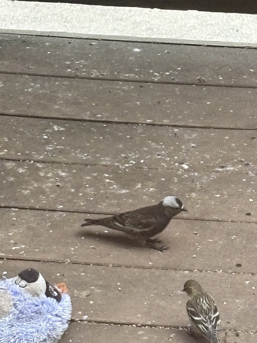 Black Rosy-Finch - ML632902986