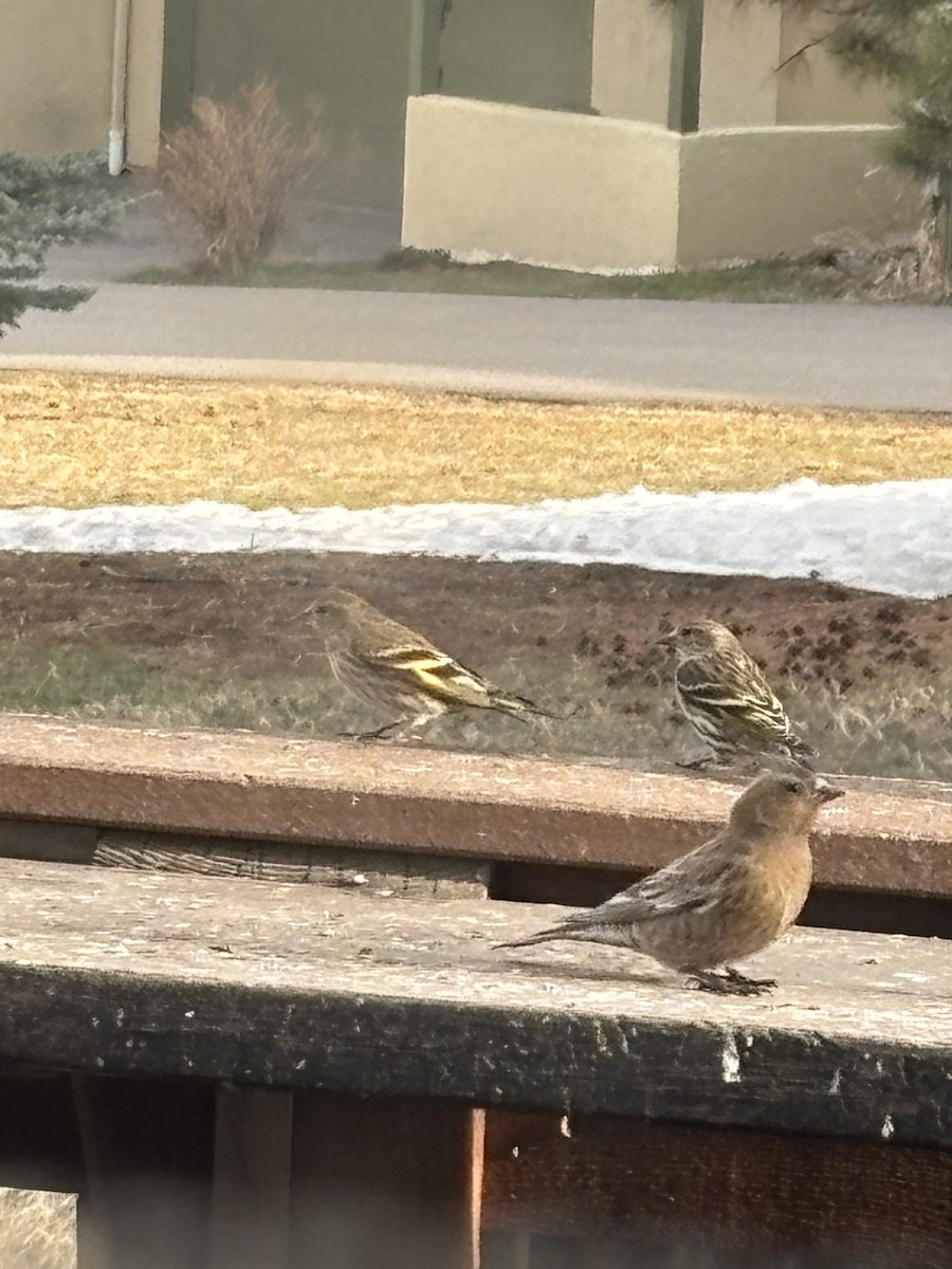 Brown-capped Rosy-Finch - ML632903011