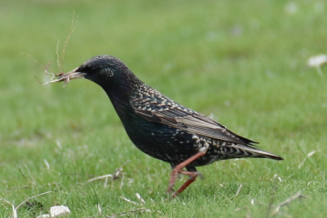 European Starling - ML632903015
