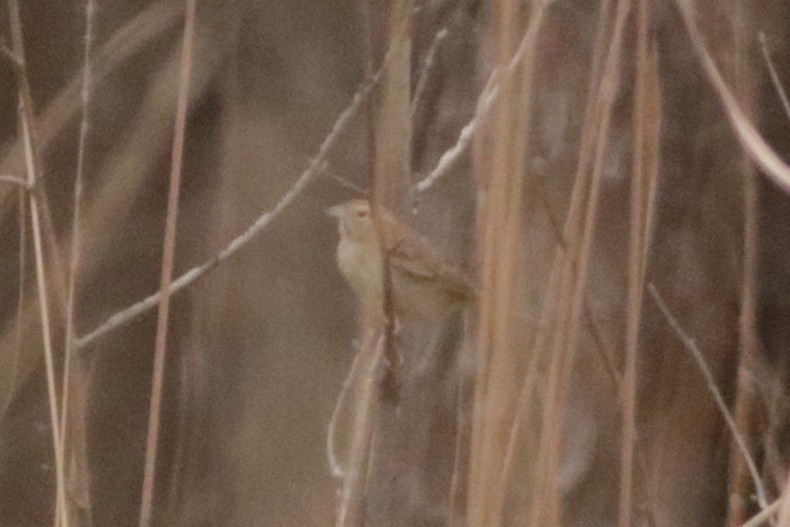 Bachman's Sparrow - ML632903046