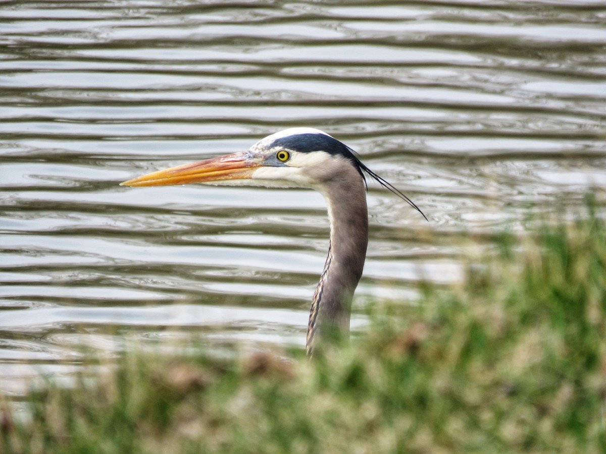 Great Blue Heron - ML632903366