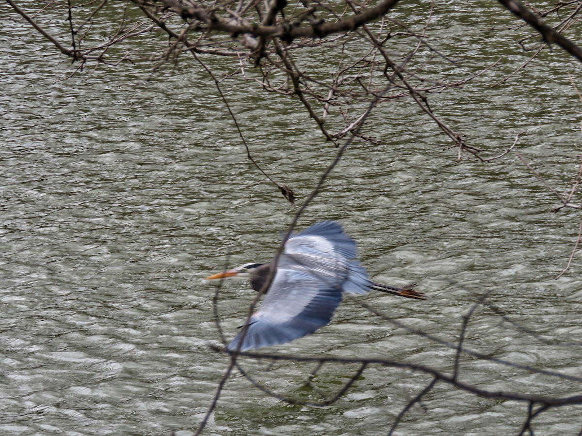 Great Blue Heron - ML632903367