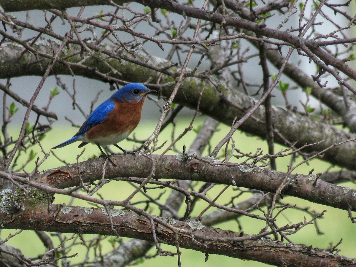 Eastern Bluebird - ML632903468