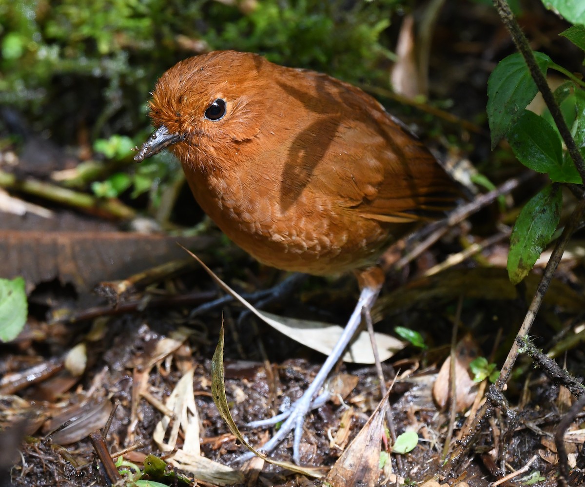 Chami Antpitta - ML632903505