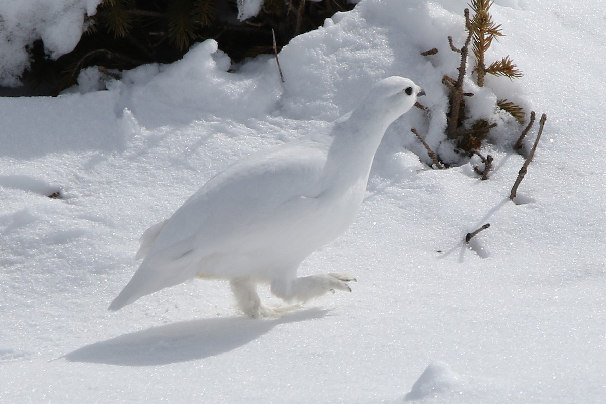 White-tailed Ptarmigan - ML632903585