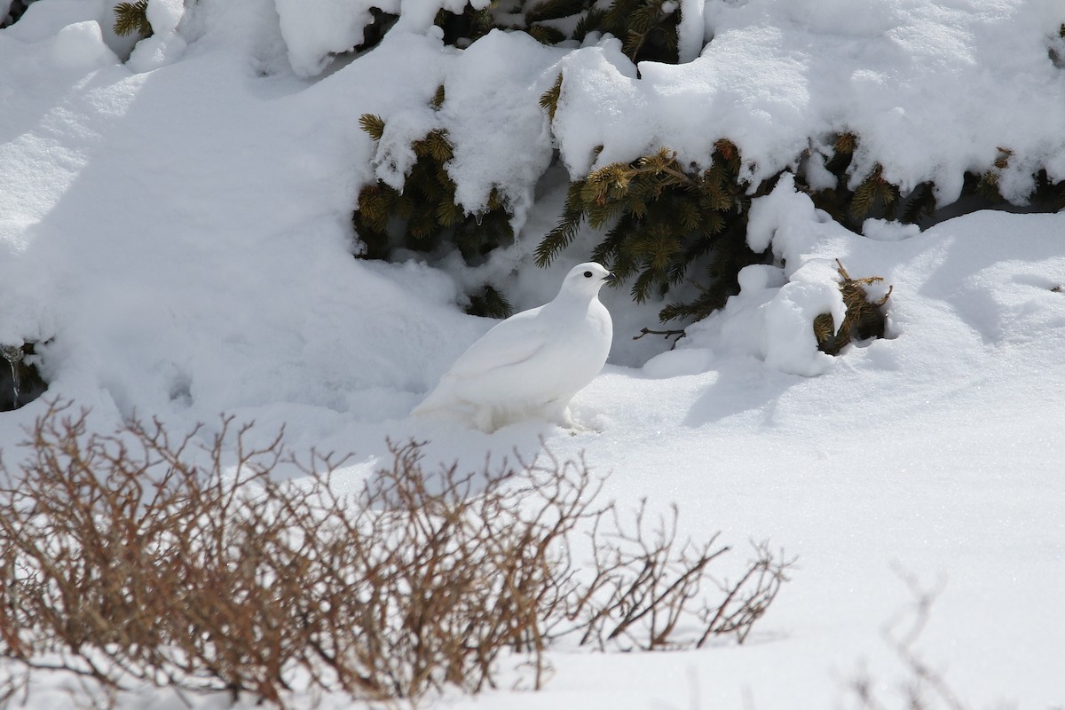 White-tailed Ptarmigan - ML632903586