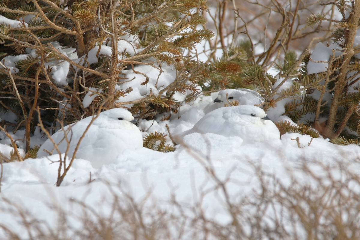 White-tailed Ptarmigan - ML632903587