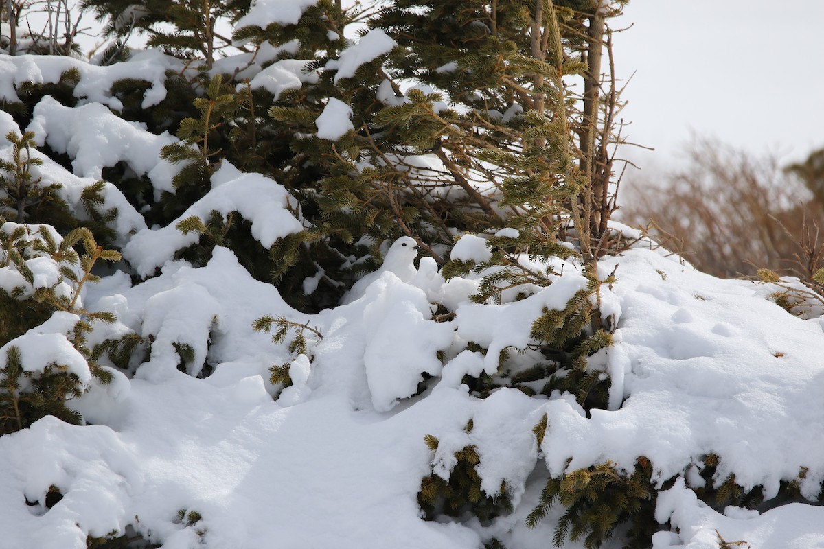 White-tailed Ptarmigan - ML632903588