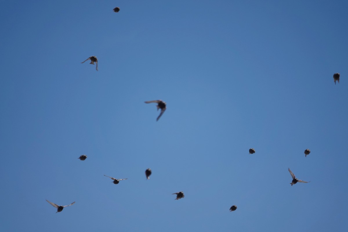 rosy-finch sp. - ML632903823